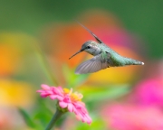 Ruby-throated Hummingbird in Flight - Kane County, Illinois
