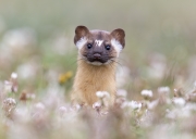 Long-tailed Weasel playing peek a boo - Sonoma County, California