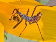Assassin Bug with Prey - Saginaw, Texas