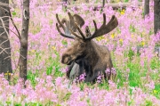 Moose Among Forest's New Growth - Arapaho National Forest, CO, USA