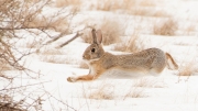 Scampering to Safety - Rocky Mountain Arsenal NWR
