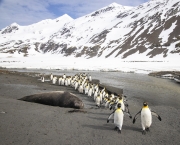 King penguins and elephant seal - South Georgia Island