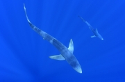 Blue sharks - Bermeo (Spain)
