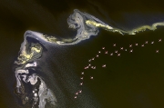Flamingo Flying Over Lake Magadi - Lake Magadi, Kenya