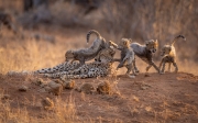 Cheetah Chaos! - Samburu, Kenya