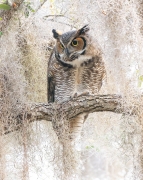 Great Horned Owl in the Moss - Safety Harbor, Florida