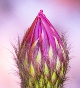 Argentine Cactus Bloom - Goodyear, AZ