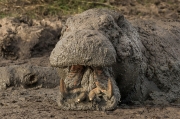 Hippo Mud Bath - Masai Mara, Kenya
