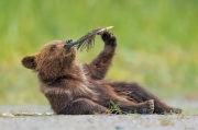 Bear cub reclining, with feather - Lake Clark National Park, Alaska