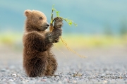 Is it food or a toy? - Lake Clark National Park, Alaska