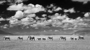 Walking The Line - Amboseli National Park, Kenya