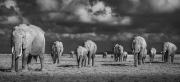 Elephants On Stage - Amboseli National Park, Kenya