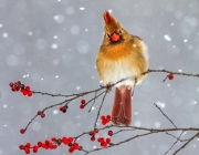 Female Cardinal in snowshower - Johnson County, Illinois