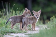 Coyote Pups Exploring - Colorado