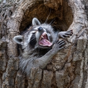 Yawning Raccoon Mother - Colorado Springs, CO