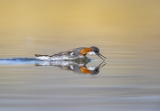 Red-necked Phalarope Feeding - Small Pond, Western Wyoming