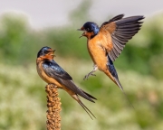 Male Barn Swallow Territorial Behavior - St Vrain State Park, Longmont, Colorado