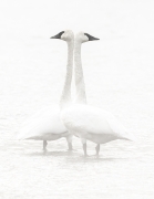 Double Swans - Yellowstone National Park
