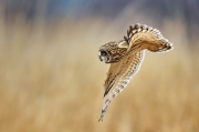 Short-Eared Owl on the Hunt - Samish Flats, WA
