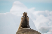 I have my eyes on you - Weddell Sea, Antarctica