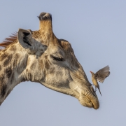 Giraffe and Oxpecker - Sabi Sand, South Africa