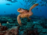 Sea Turtle Beauty - Cabo Pulmo National Marine Park