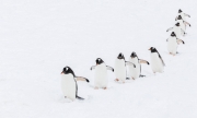 Hi Ho, Hi Ho, It's Off to Work We Go! - Joule Point, Wiencke Island, Antarctica
