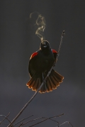 Red-winged Blackbird Spring Song - Huntley Meadows Park, Alexandria. VA