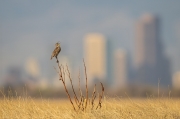 Meadowlark With a View of Denver - Rocky Mountain Arsenal National Wildlife Refuge