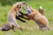 Adult Play Time, Red Fox Parents - San Juan Island, Washington State