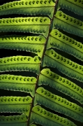 Back lit fern - Fakahatchee Strand Preserve State Park; Collier County, Florida