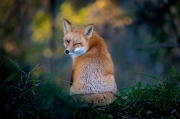 "The Wink" - American Red Fox - San Jose, California