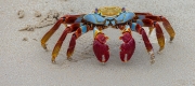 Sally Lightfoot Crab - Galapagos Archipelago