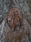The Owl and the Owlet - A public park in Safety Harbor, Florida.