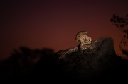 The Nights Watch - Sabi Sand, Kruger NP, South Africa