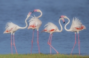 A Flamboyance of Flamingoes - Ndutu Lake, Ndutu, Tanzania