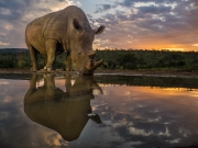 White Rhino at sunset - Zimanga Game Reserve, South Africa