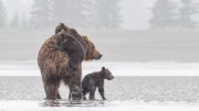 Brown Bear with Triplets - Lake Clark National Park, Alaska