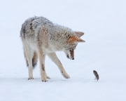 Coyote and vole - Yellowstone NP