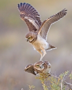 Burrowing Owlets - Pueblo, Colorado