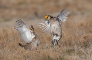 Lesser Prairie Chickens fighting - Near Pepp, New Mexico