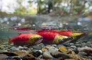 Sockeye Salmon Trio - Adam's River, British Columbia