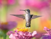 Hummingbird Hover - Kane County, Illinois
