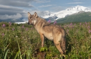 Alpha Male Wolf - Katmai National Park, Alaska