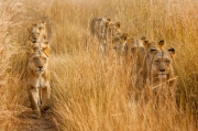 Lions in Lines - Zambia