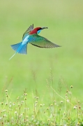 Bee-eater at the meadow - Punggol, Singapore
