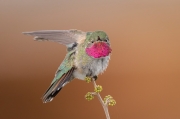Hummingbird Territory - Chatfield State Park, Colorado
