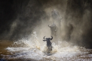 Splash Down - Maasai Mara, Kenya