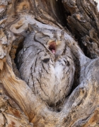 Eastern Screech Owl Big Yawn - Littleton Colorado