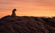 Lioness at Sunrise - Serengeti, Tanzania
